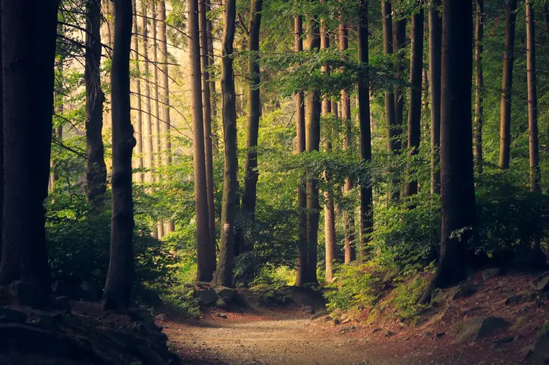 Nature Discovery Walks